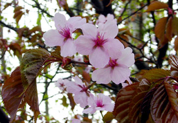 �k�C���̍�5