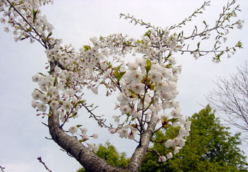 �k�C���̍�6