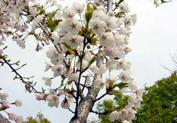 �k�C���̍�7