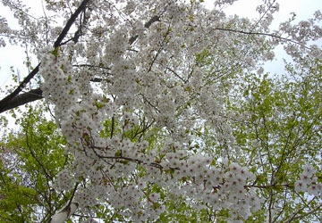 �k�C���̍�8