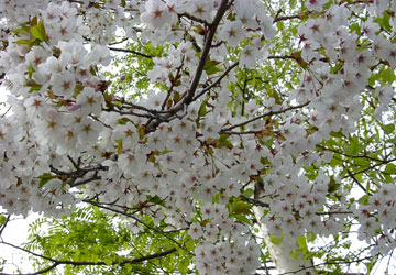 �k�C���̍�10