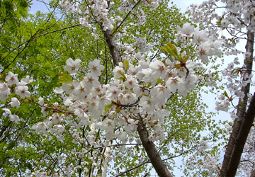 �k�C���̍�12