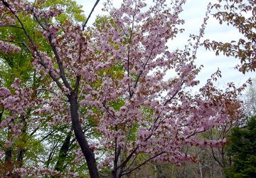 �k�C���̍�13