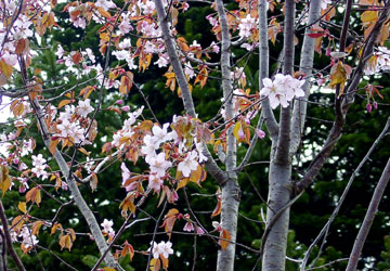 �k�C���̍�14