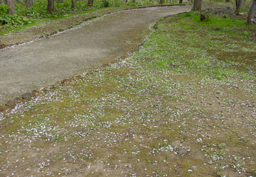 �k�C���̍�15