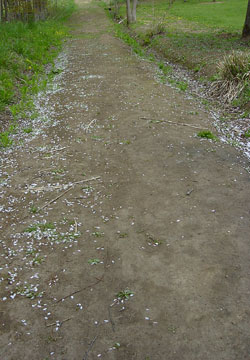 �k�C���̍�16