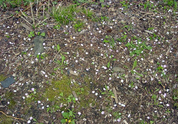 �k�C���̍�17