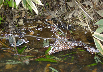 �k�C���̍�18