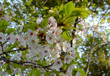 �k�C���̍�1