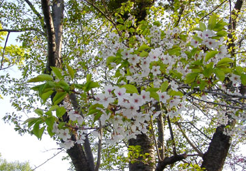 �k�C���̍�2