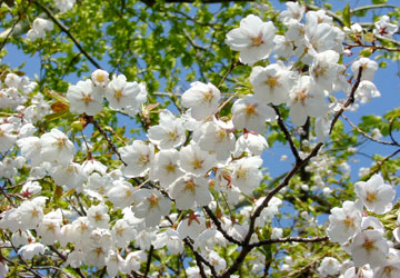 �k�C���̍�3