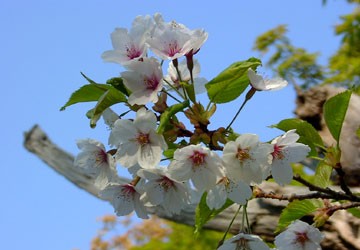 �k�C���̍�5