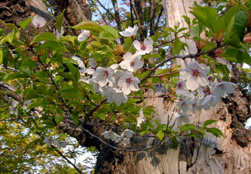 �k�C���̍�6