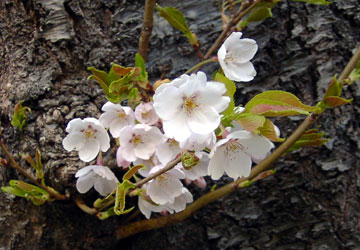 �k�C���̍�7