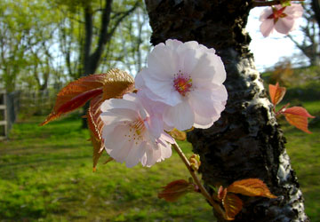 �k�C���̍�8