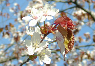 �k�C���̍�9