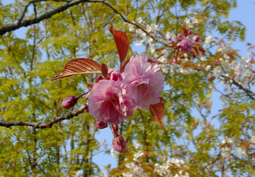 �k�C���̍�10