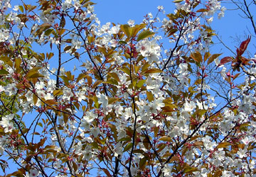 �k�C���̍�11