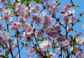 �k�C���̍�12