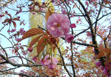 �k�C���̍�13