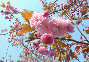 �k�C���̍�14