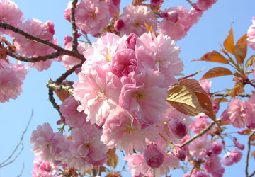 �k�C���̍�15