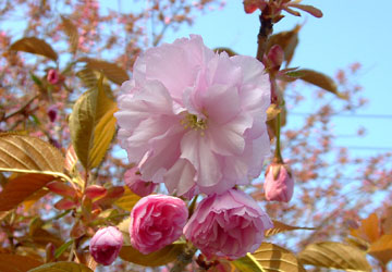 �k�C���̍�16