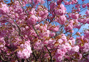 �k�C���̍�17