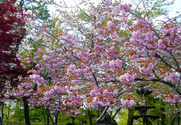 �k�C���̍�18