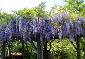 �k�C���̓�2