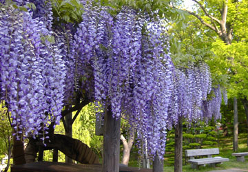 �k�C���̓�3