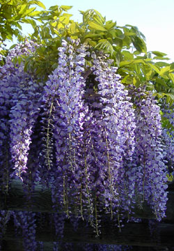 �k�C���̓�5