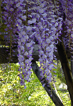 �k�C���̓�6