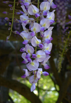 �k�C���̓�7