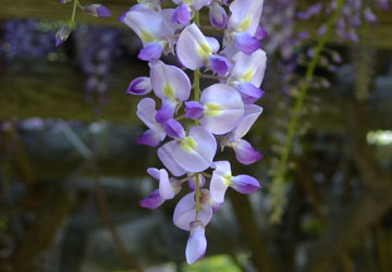 �k�C���̓�8