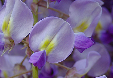 �k�C���̓�9