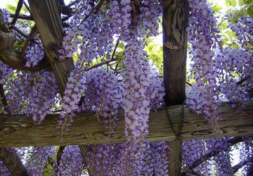 �k�C���̓�11