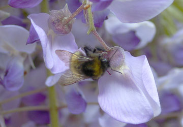 �k�C���̓�13