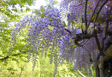 �k�C���̓�14