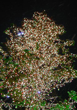 第27回さっぽろホワイトイルミネーション(大通1丁目会場)7 第27回さっぽろホワイトイルミネーション(大通1丁目会場)7