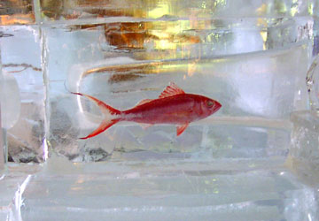 ��59�񂳂��ۂ��܂�i�������̉��j7