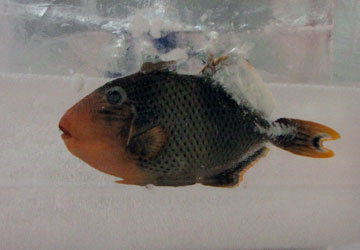 ��61�񂳂��ۂ��܂��� 4