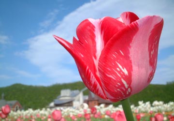 ��N�ʒ��`���[���b�v����5