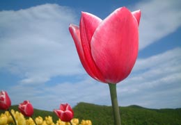 ��N�ʒ��`���[���b�v����6