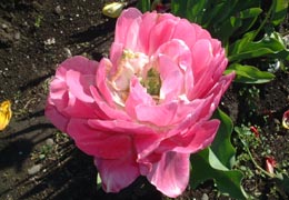 ��N�ʒ��`���[���b�v����8