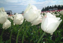 ��N�ʒ��`���[���b�v����9