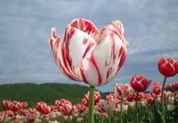 ��N�ʒ��`���[���b�v����11