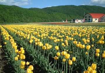 ��N�ʒ��`���[���b�v����15