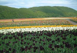 ��N�ʒ��`���[���b�v����18