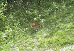 �m���̖쐶�̃G�]�V�J